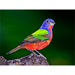 Painted Bunting