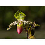 Lady Slipper Orchid