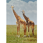 Masai Giraffes