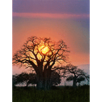 Sunset in the Baobab Tree