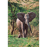 Charging Elephant