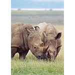 White Rhinoceros