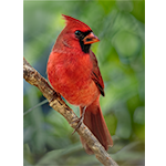 Male northern cardinal