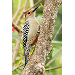 Red-bellied Woodpecker