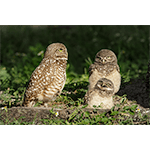 Burrowing Owls