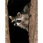 Juvenile Raccoon