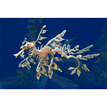 Leafy Sea Dragon