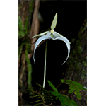 Ghost Orchid