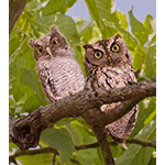 Eastern Screech Owls