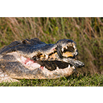 Alligator and Turtle