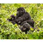 Mountain Gorilla Family