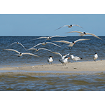 Royal Terns