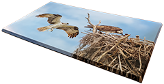 Large Canvas Ospreys beveled