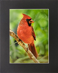 matted Cardinal 1