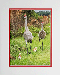 Matted Sandhills On Stroll 29