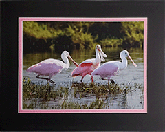 Matted Spoonbills 44