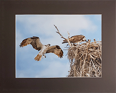 Matted Ospreys 38