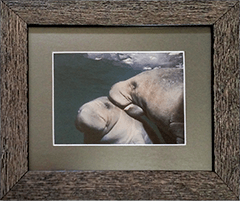 Small Framed Manatees