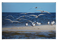 Small canvas Royal Terns