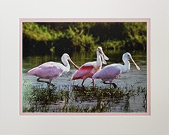 Matted Spoonbills 46