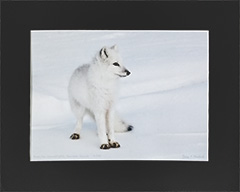 Matted Arctic Fox 9