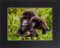 Matted Mother gorilla 2