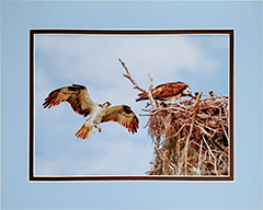 Matted Ospreys 32