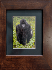 Small Framed Silverback