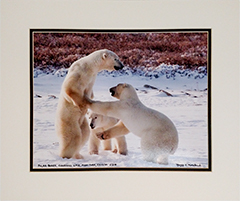 Matted Three Polar Bears 2