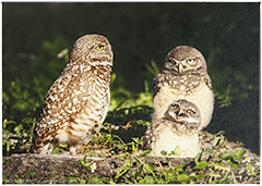medium canvas Burrowing Owls