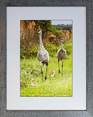 Framed Sandhills On Stroll 42