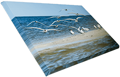 Medium canvas Royal Terns