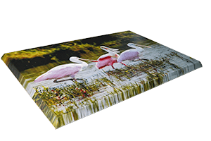 Large Canvas Spoonbills w/ B30