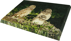 medium canvas Burrowing Owls B30