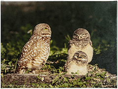 small canvas Burrowing Owls