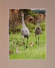 Matted Sandhills On Stroll 27