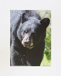 Matted Black Bear & Cubs #5