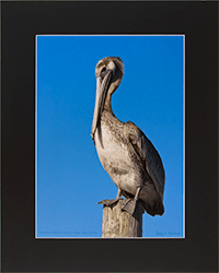 Immature Brown Pelican 2