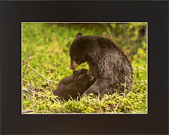 Matted Black Bear & Cubs #5