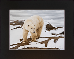 Matted Approaching Polar Bear 3