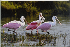 Canvas Spoonbills 12x18