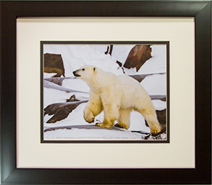 Framed Walking Polar Bear 1