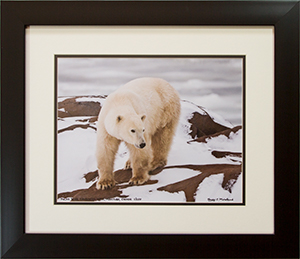 Framed Approaching Polar Bear 1