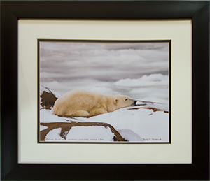 Framed Resting Polar Bear 2