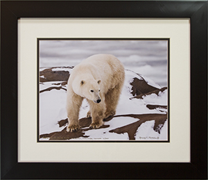 Framed Approaching Polar Bear 2
