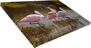 Large Canvas Spoonbills