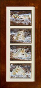 Framed Polar Bear Encounter 2