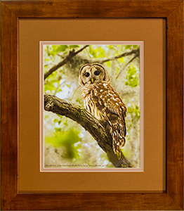 Framed Barred Owl 6