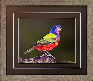 Framed Male Bunting 3