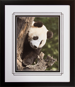 Framed Panda In Tree 4
